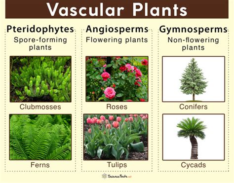 vascular plant意思|Plant